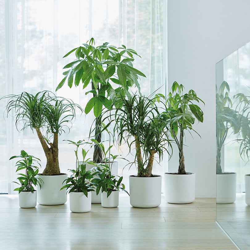 Elho B.for Soft cache-pot rond blanc Ø14 cm intérieur
