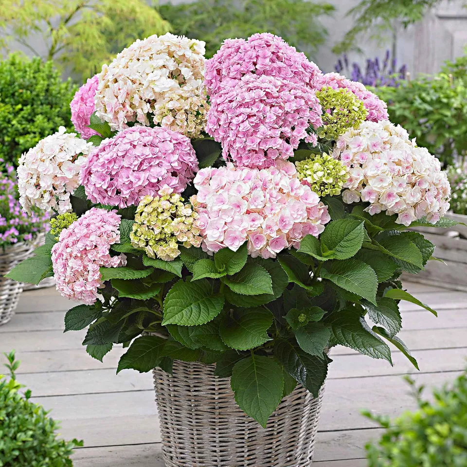 Bakker Hortensia Doppio Nuvola arbuste pot 1,5L bleu