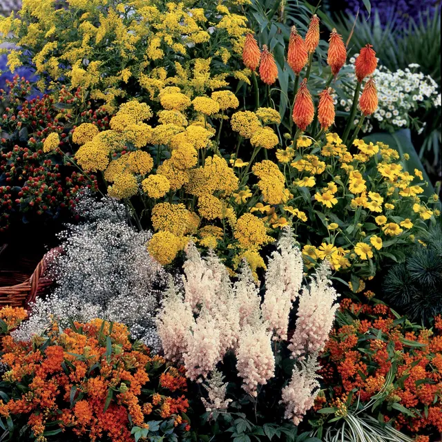 Bakker Collection fantaisie 14 plantes vivaces racines nues 2 m²