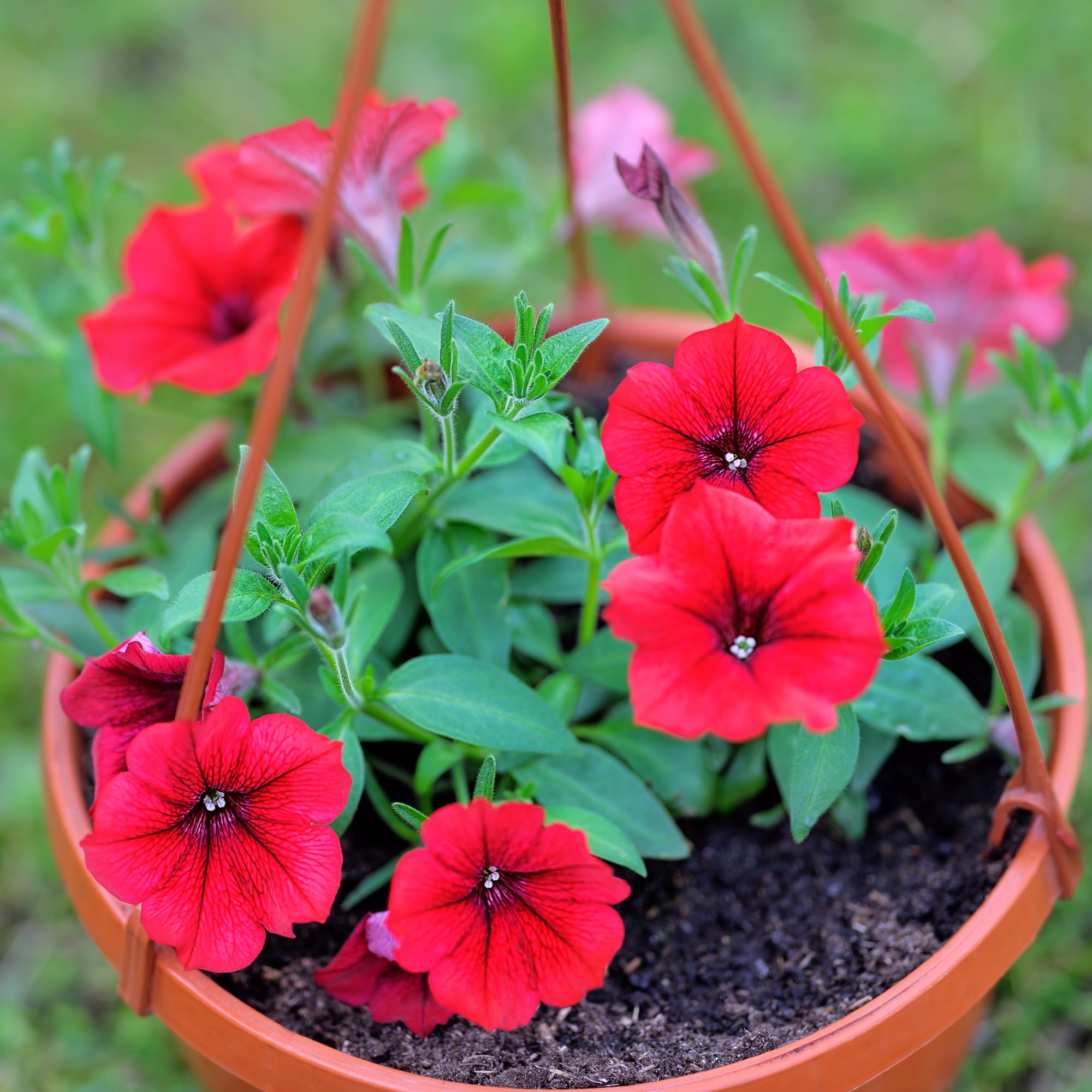 Bakker Surfinia rouge pétunia retombant Ø10.5cm