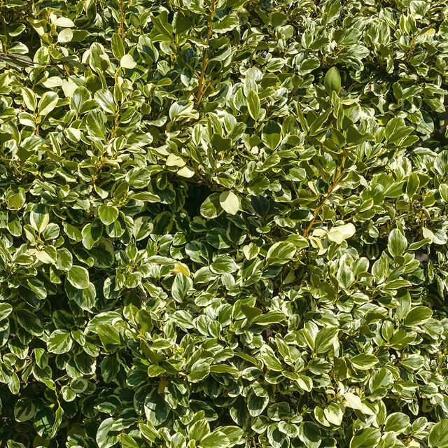Bakker Griseline du littoral Variegata arbuste pot 2L panaché