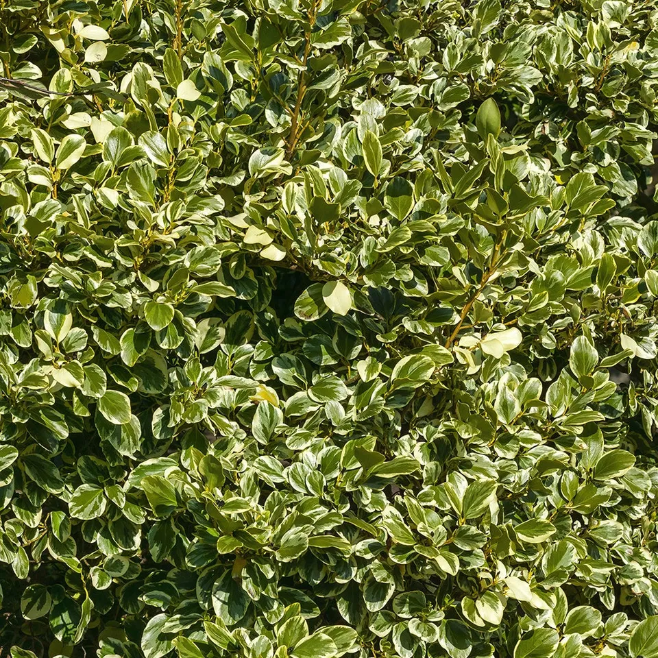Bakker Griseline du littoral Variegata arbuste pot 2L panaché