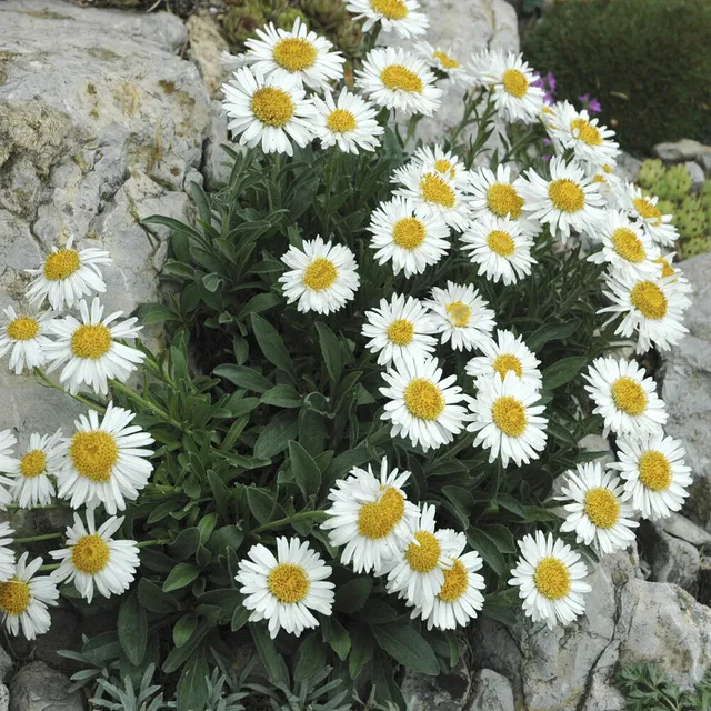 Bakker Aster des Alpes Albus vivace pot 9cm blanc