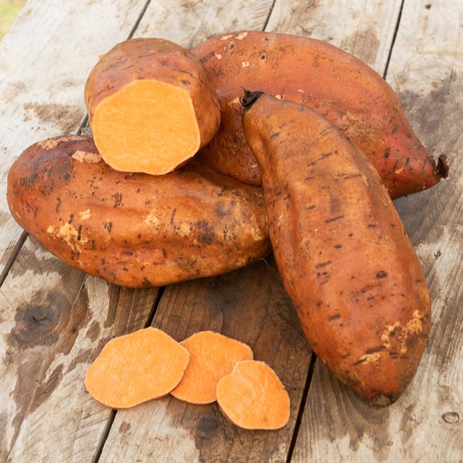 Bakker Patate douce plant potager chair orangée sucrée