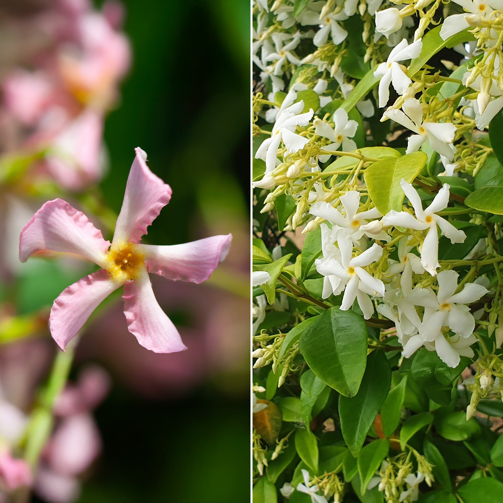 Bakker Jasmin étoilé rose et blanc grimpante 2 pots Ø 9 cm