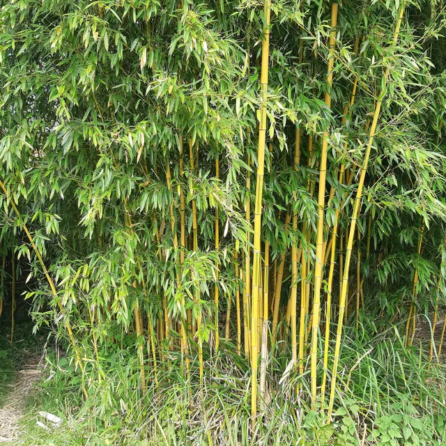 Bakker Bambou traçant panaché pot 2L 40-50cm jaune
