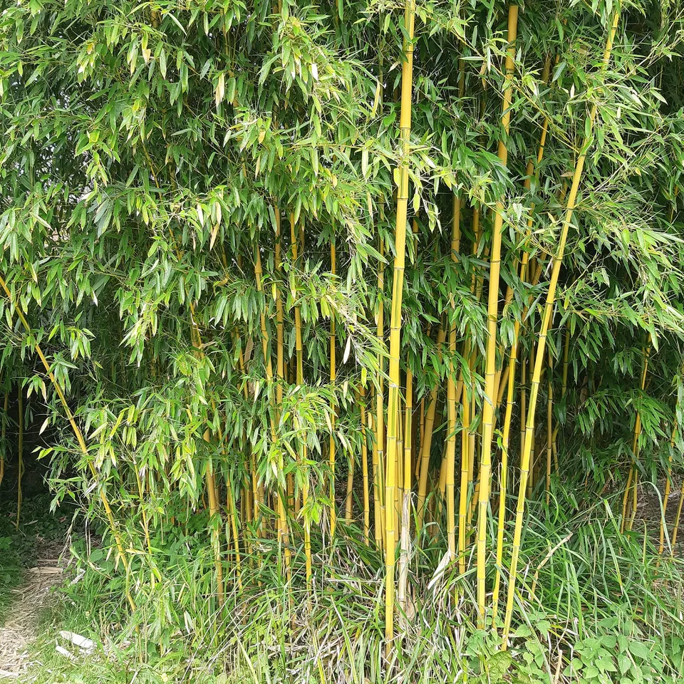 Bakker Bambou traçant panaché pot 2L 40-50cm jaune