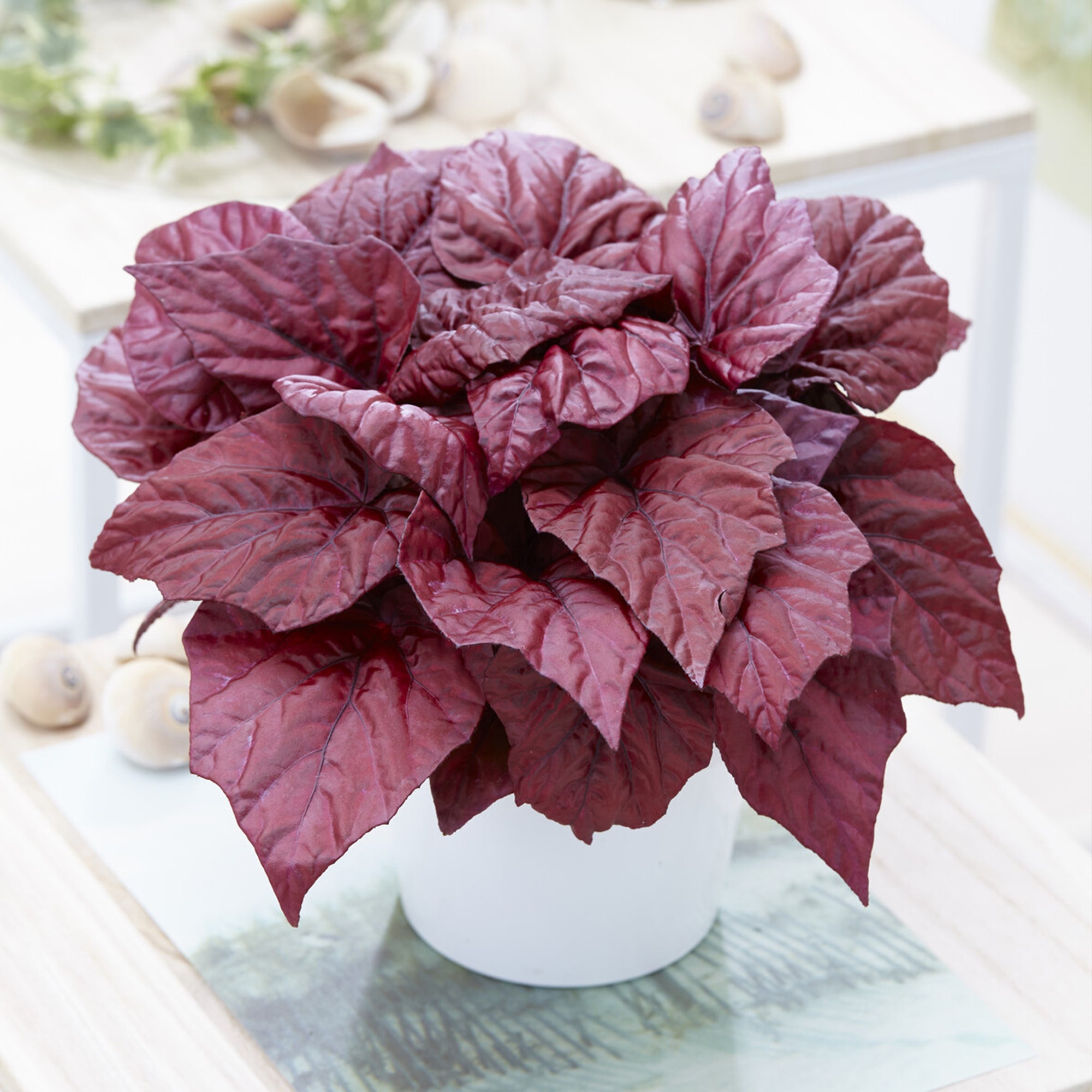 Bakker Beleaf Inca Flame bégonia pot Ø12cm rouge