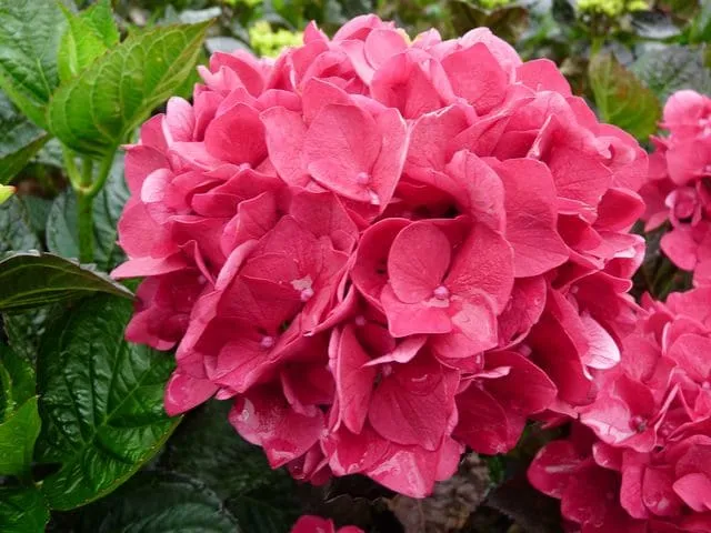 Les Hortensias du Haut Bois Merveille Sanguinea hortensia boule rouge