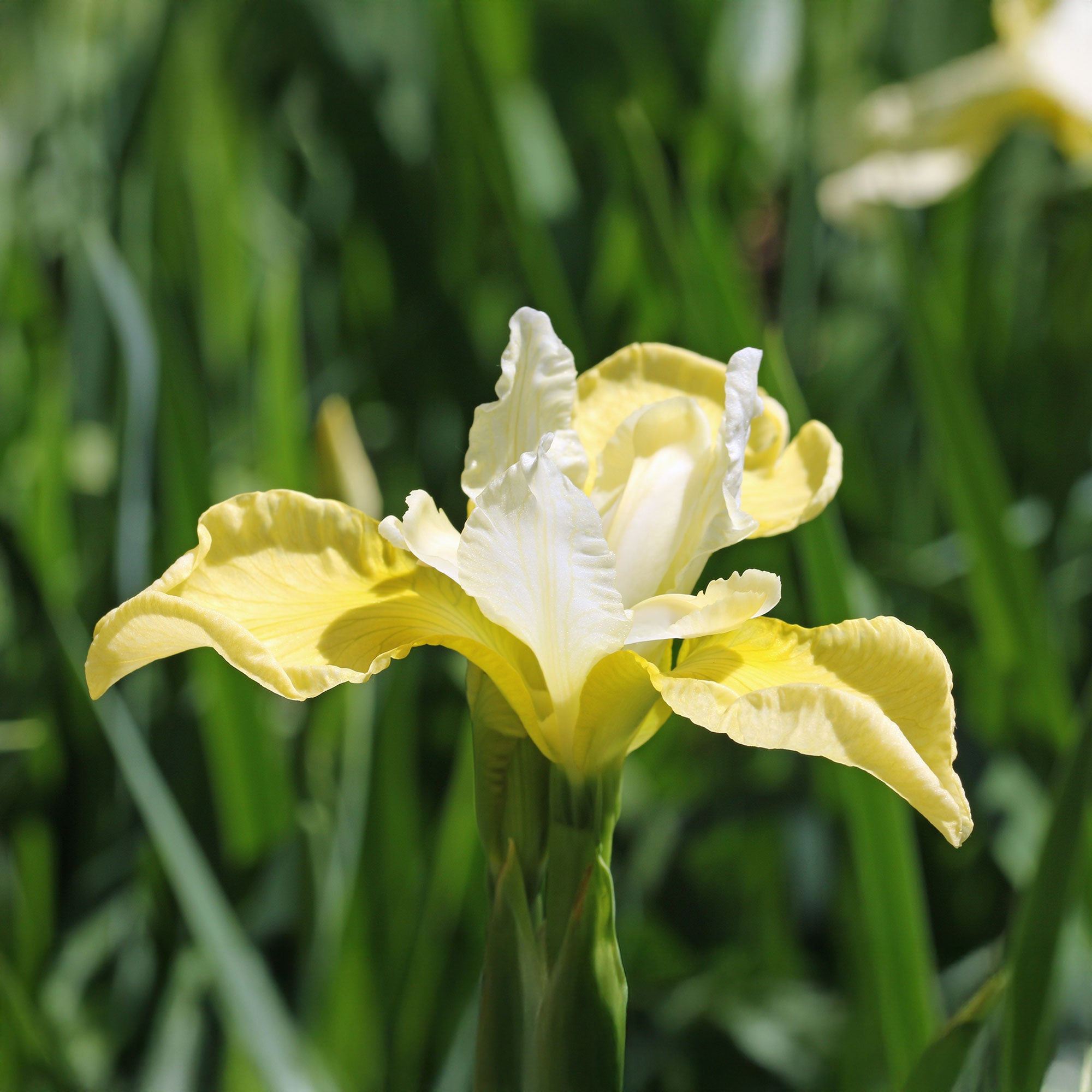 Bakker Butter and Sugar iris de Sibérie pot 11cm jaune