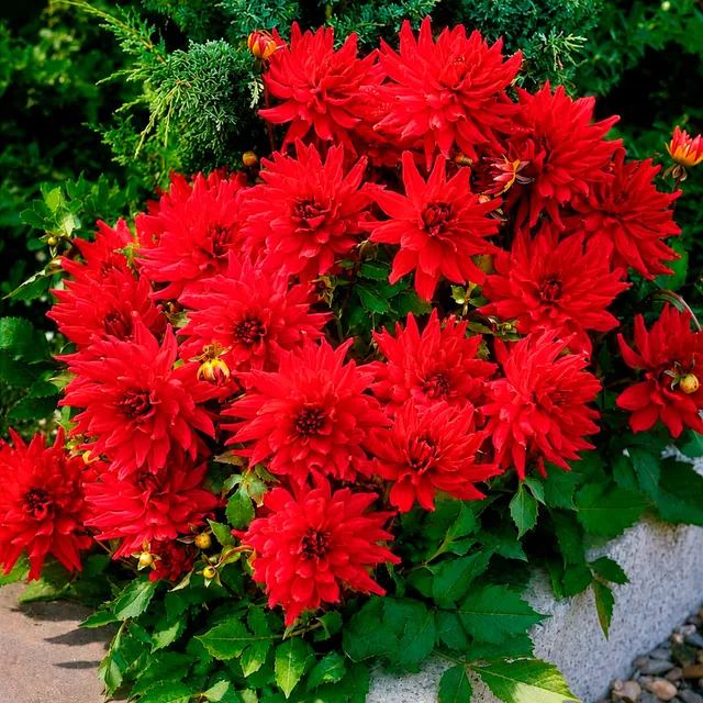 Bakker Red Pigmy dahlia cactus nain rouge 3 bulbes