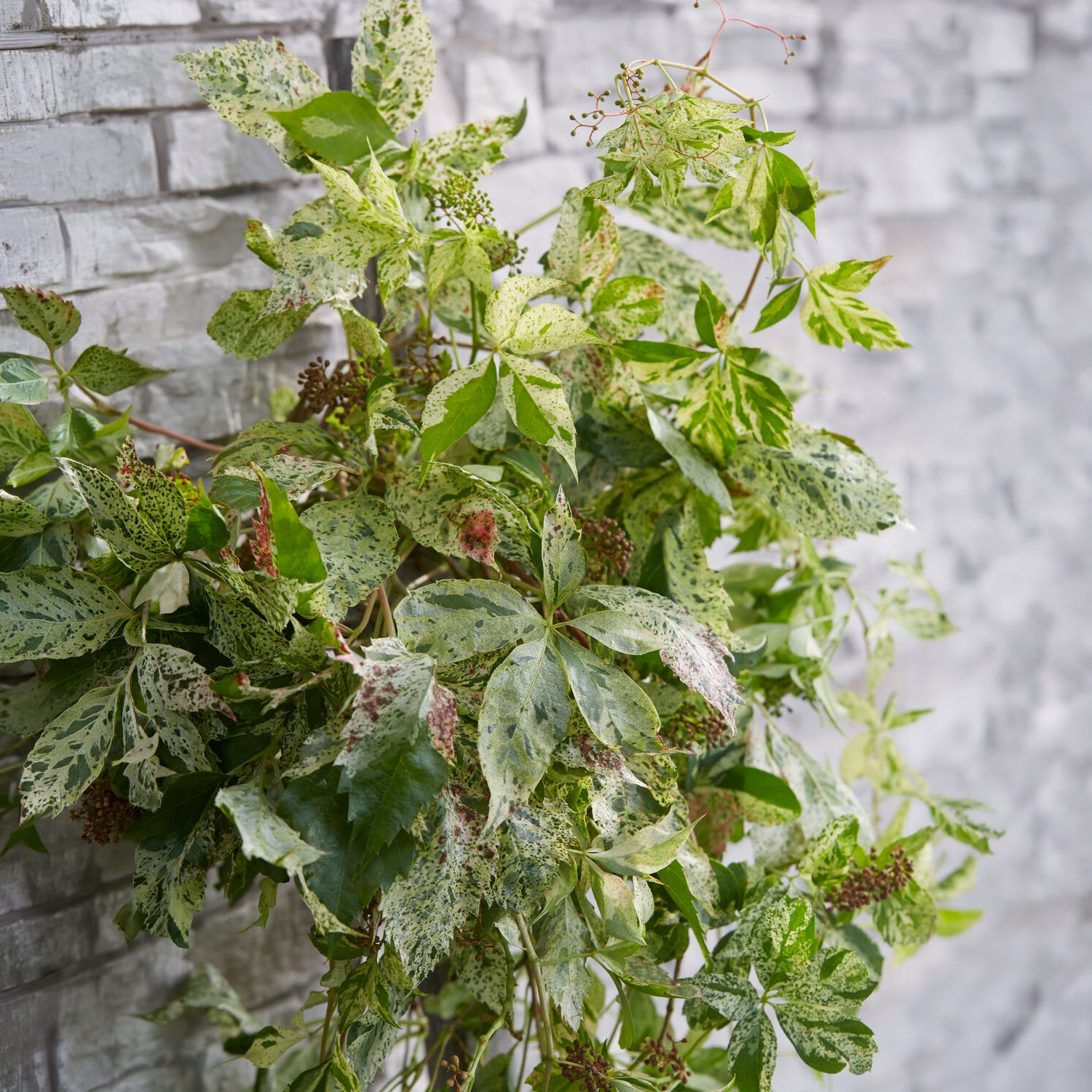 Bakker Star Shower vigne vierge panachée pot 1,5L 55-65cm