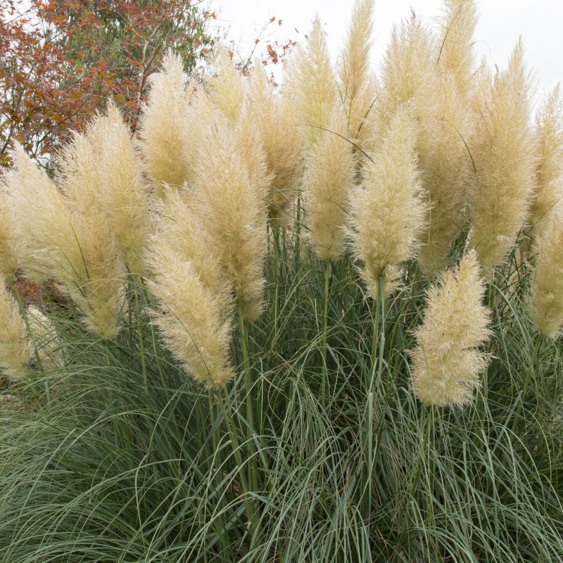 Bakker Herbe de la pampa blanche graminée pot Ø 9cm plumeaux blancs