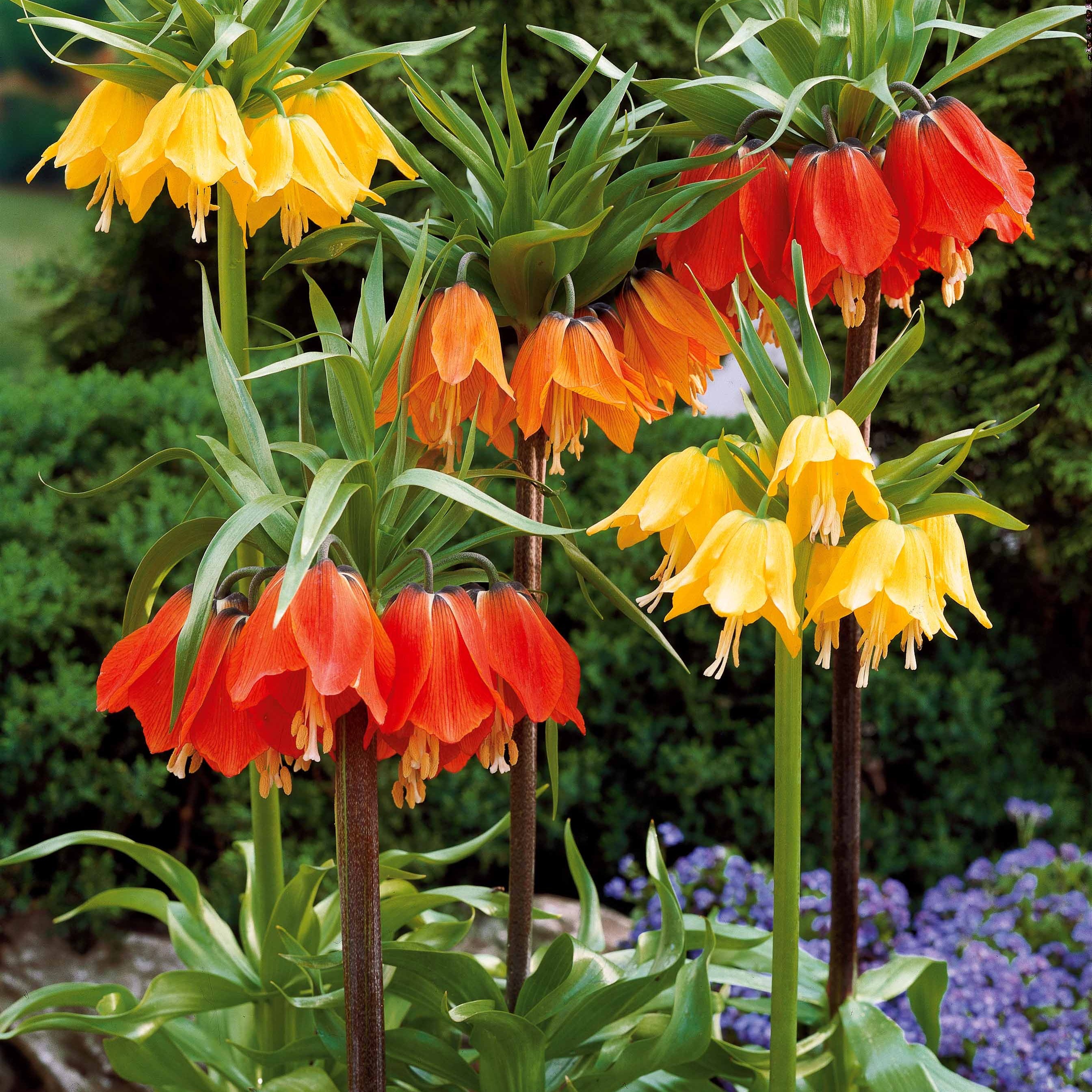 Bakker Couronne impériale rouge bulbe 1 bulbe floraison avril