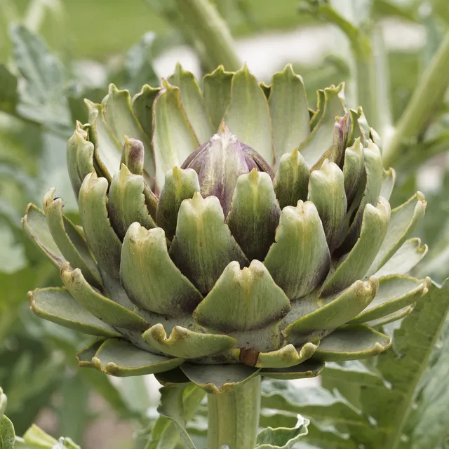 Bakker Artichaut Vert de Laon plant potager 3 plants Ø10,5cm