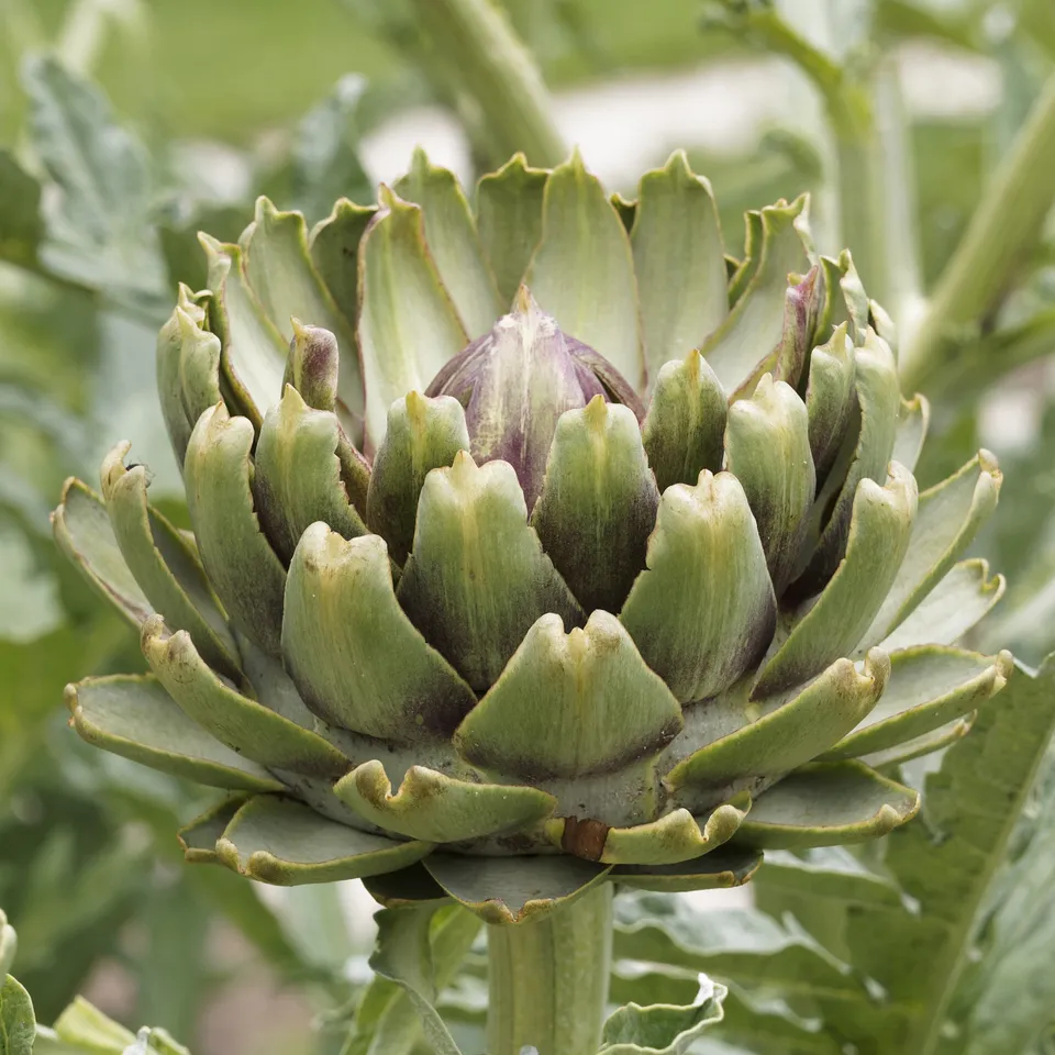 Bakker Artichaut Vert de Laon plant potager 3 plants Ø10,5cm