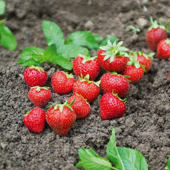 Bakker Fruitiers Fraisier Charlotte remontant 20 racines nues