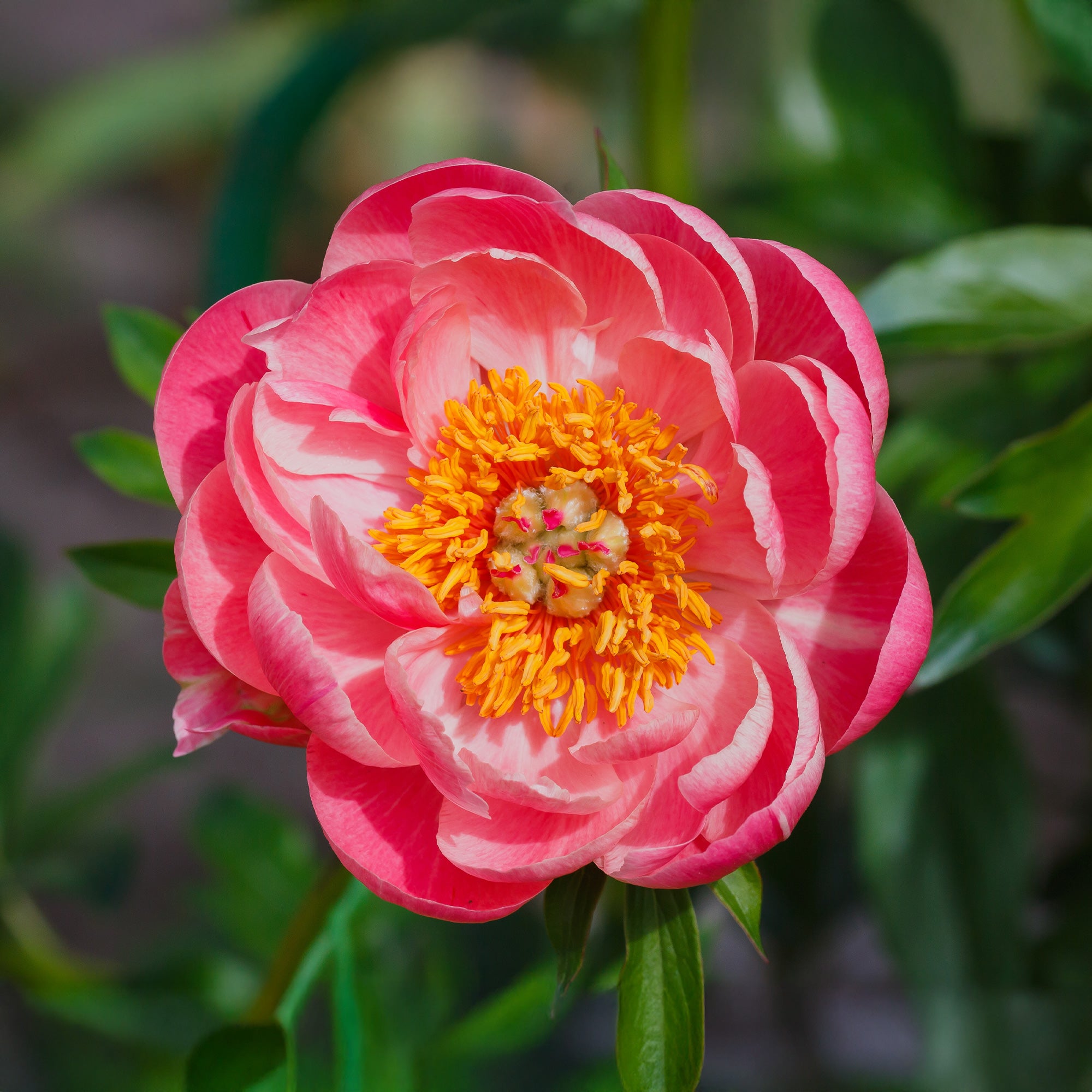Bakker Coral Sunset pivoine racine nue 2-3 yeux rose