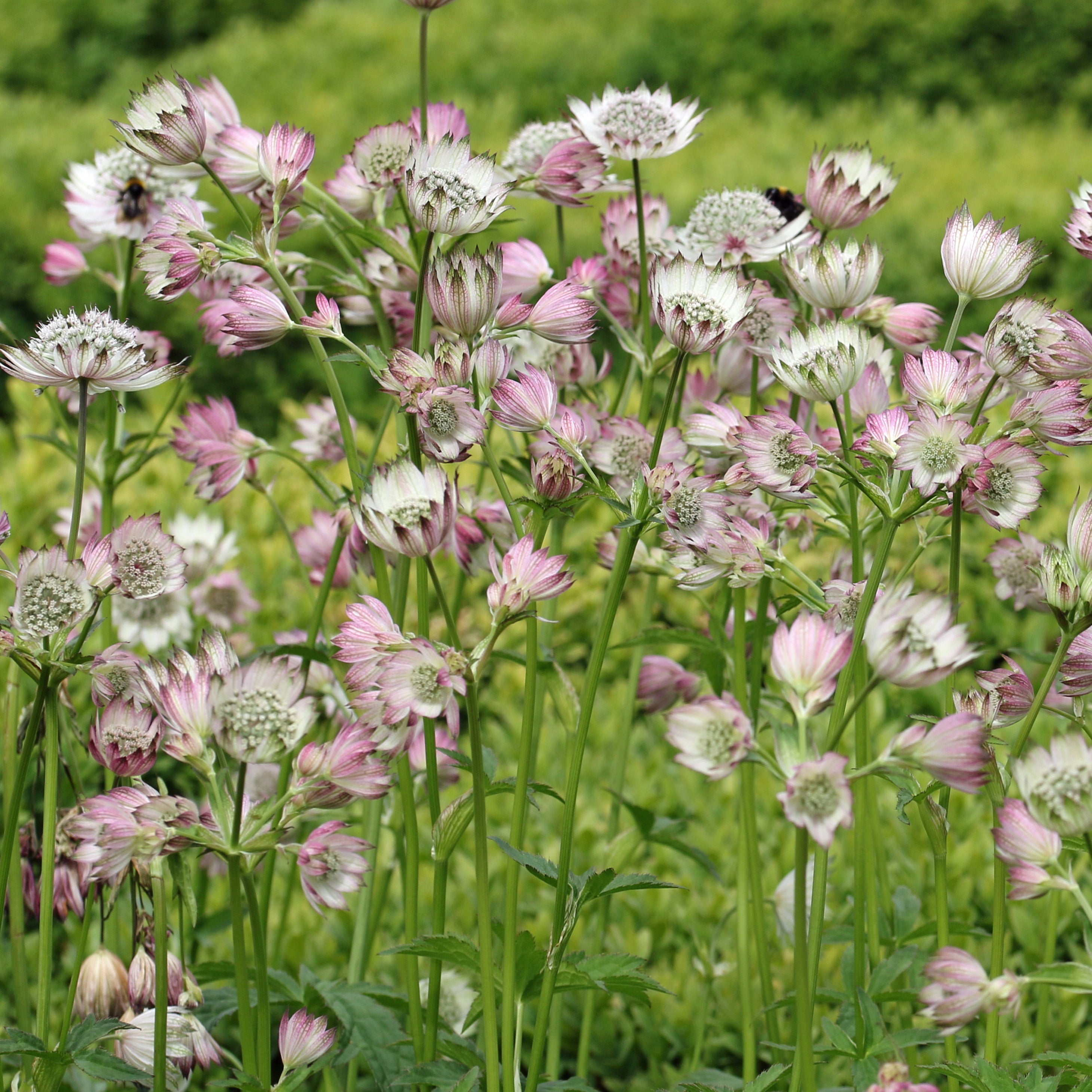 Bakker Astrance Buckland Astrantia plante vivace pot Ø9cm rose