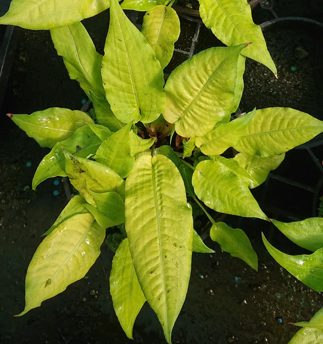 Passion Vivaces Persicaria Golden Arrow vivace feuillage doré rouge