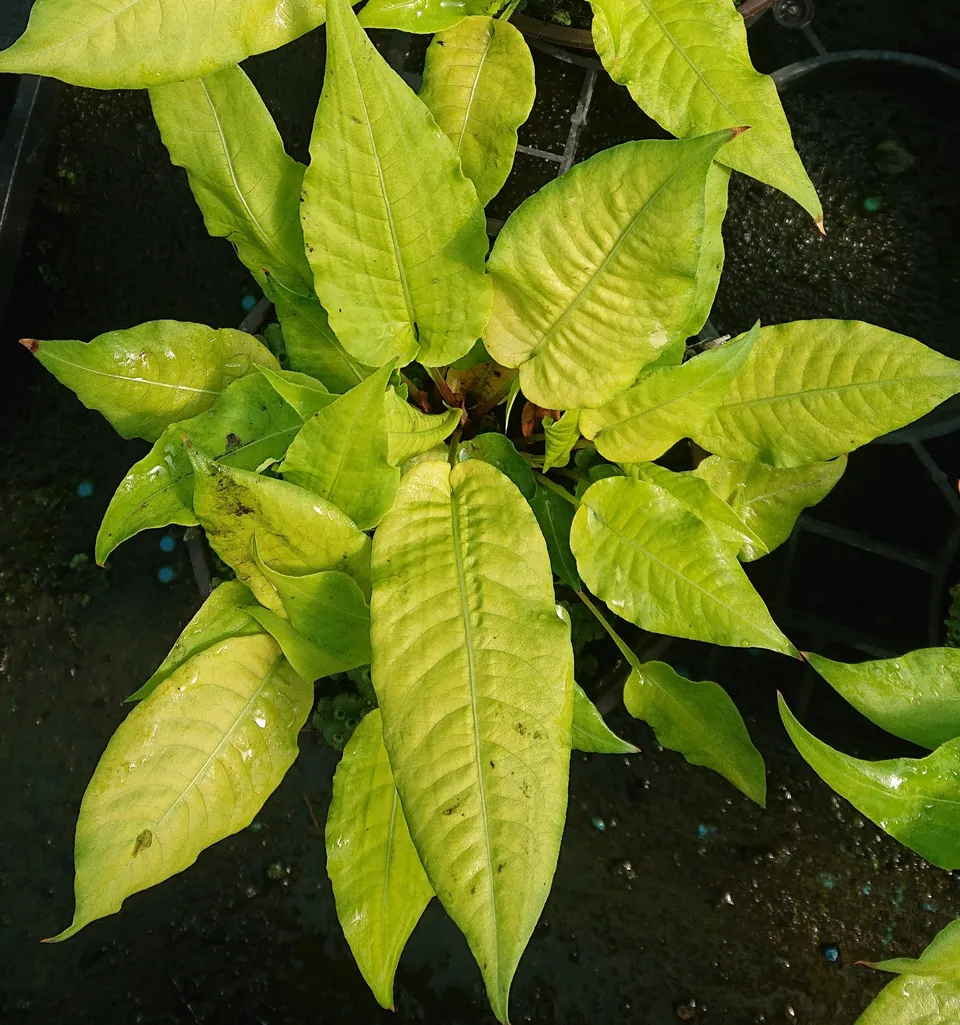 Passion Vivaces Persicaria Golden Arrow vivace feuillage doré rouge
