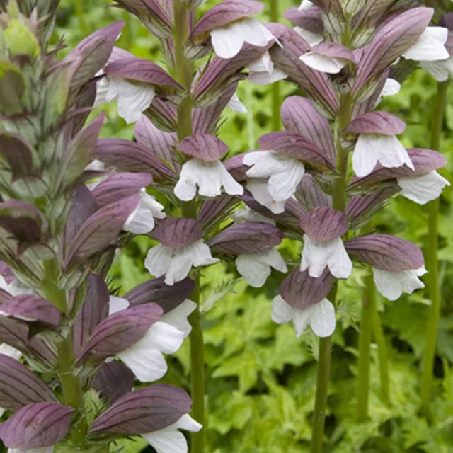 Bakker Acanthe de Hongrie White Lips plante vivace pot 8cm