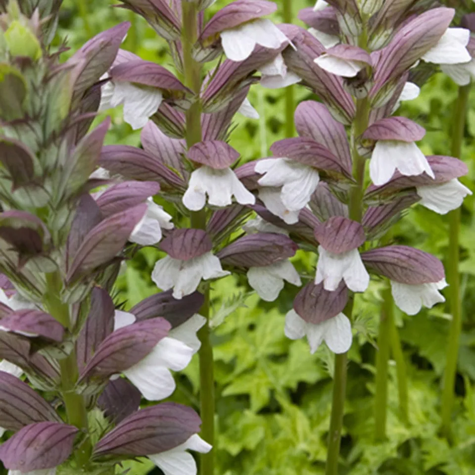 Bakker Acanthe de Hongrie White Lips plante vivace pot 8cm