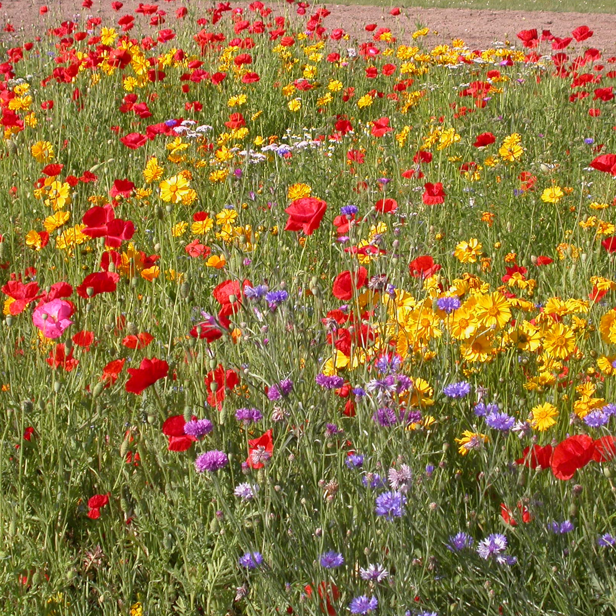 Bakker Mélange fleurs rustiques graines 20g 15m² soleil