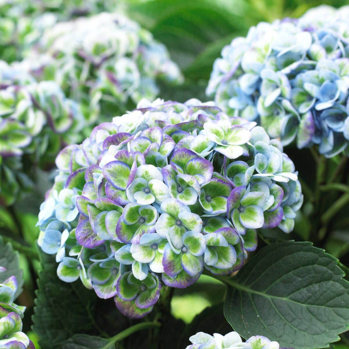 Bakker Hortensia Revolution Blue arbuste pot 1,5L bleu