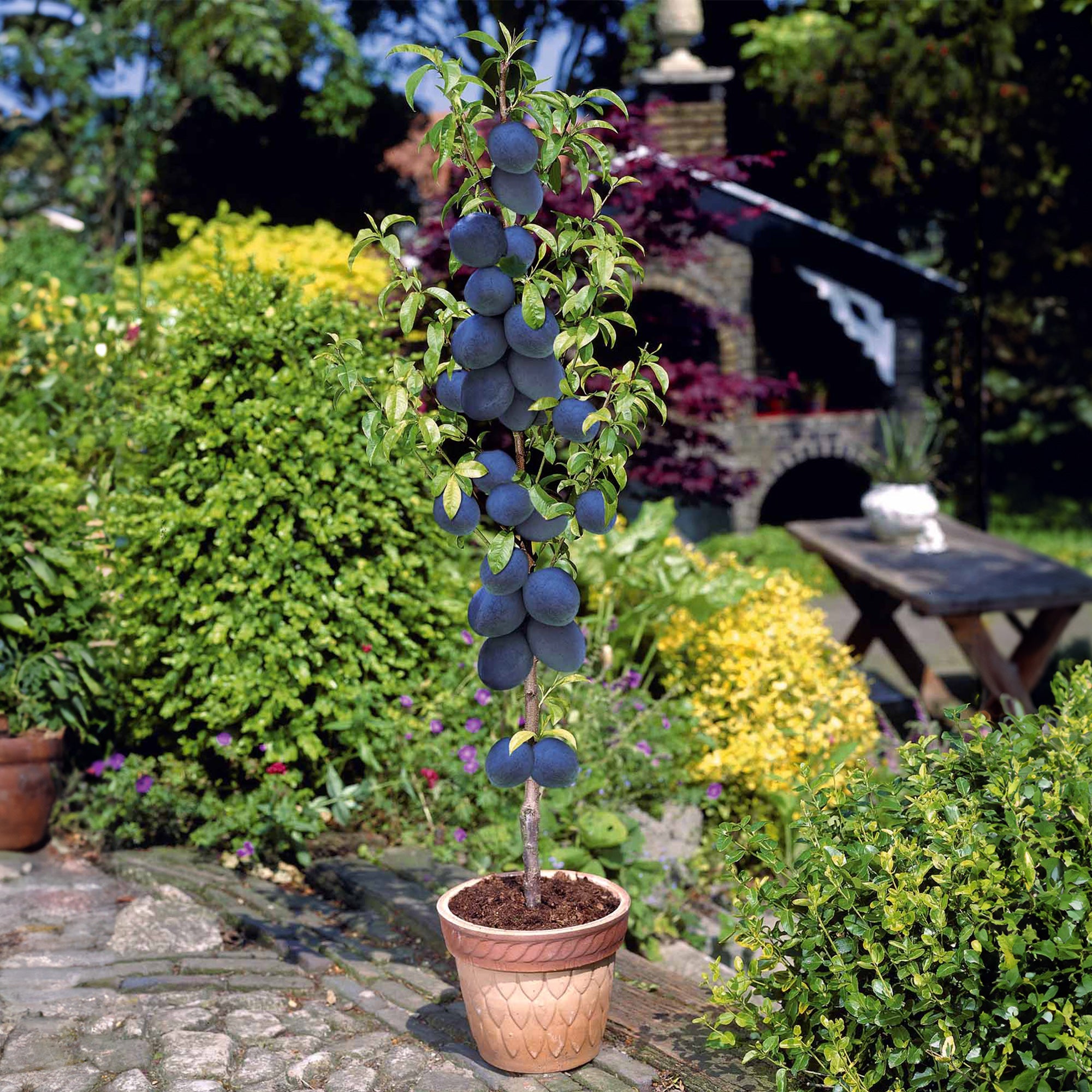 Bakker Black Amber mini prunier pot Ø9cm 50-70cm
