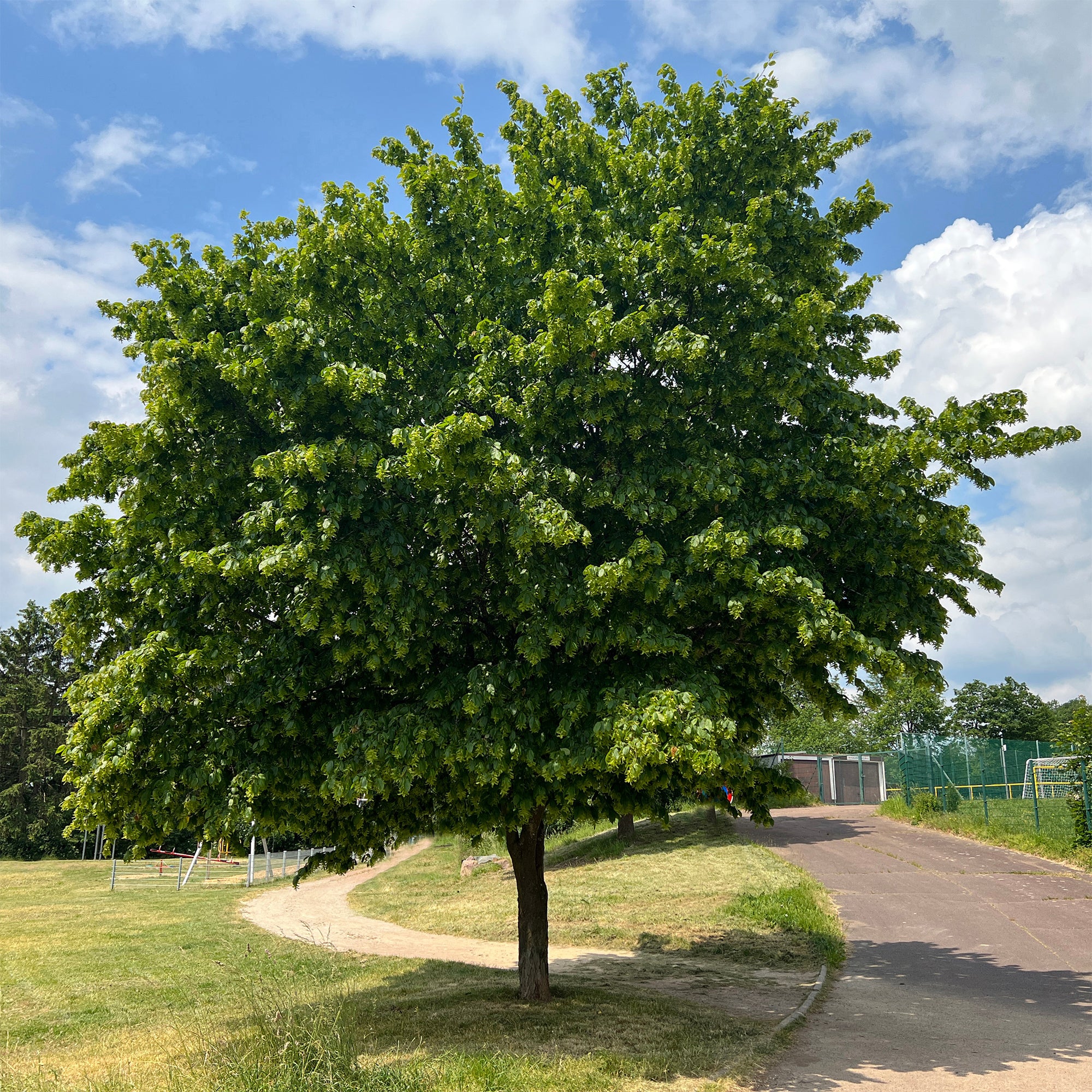 Bakker Charme commun Carpinus haie pot 2L 80-100cm