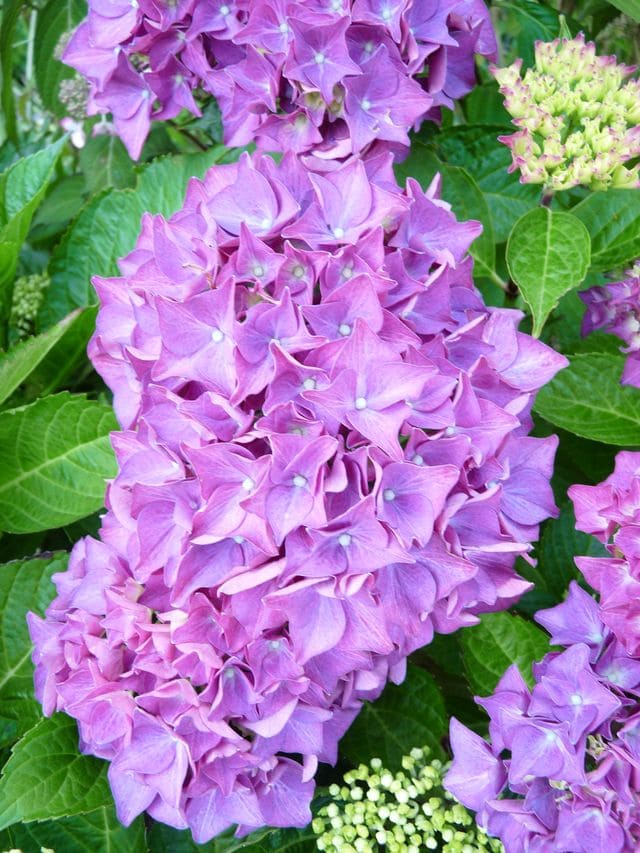 Les Hortensias du Haut Bois Sibilla hortensia macrophylla godet