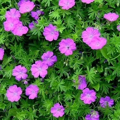 Passion Vivaces Geranium sanguineum Tiny Monster vivace rouge carmin
