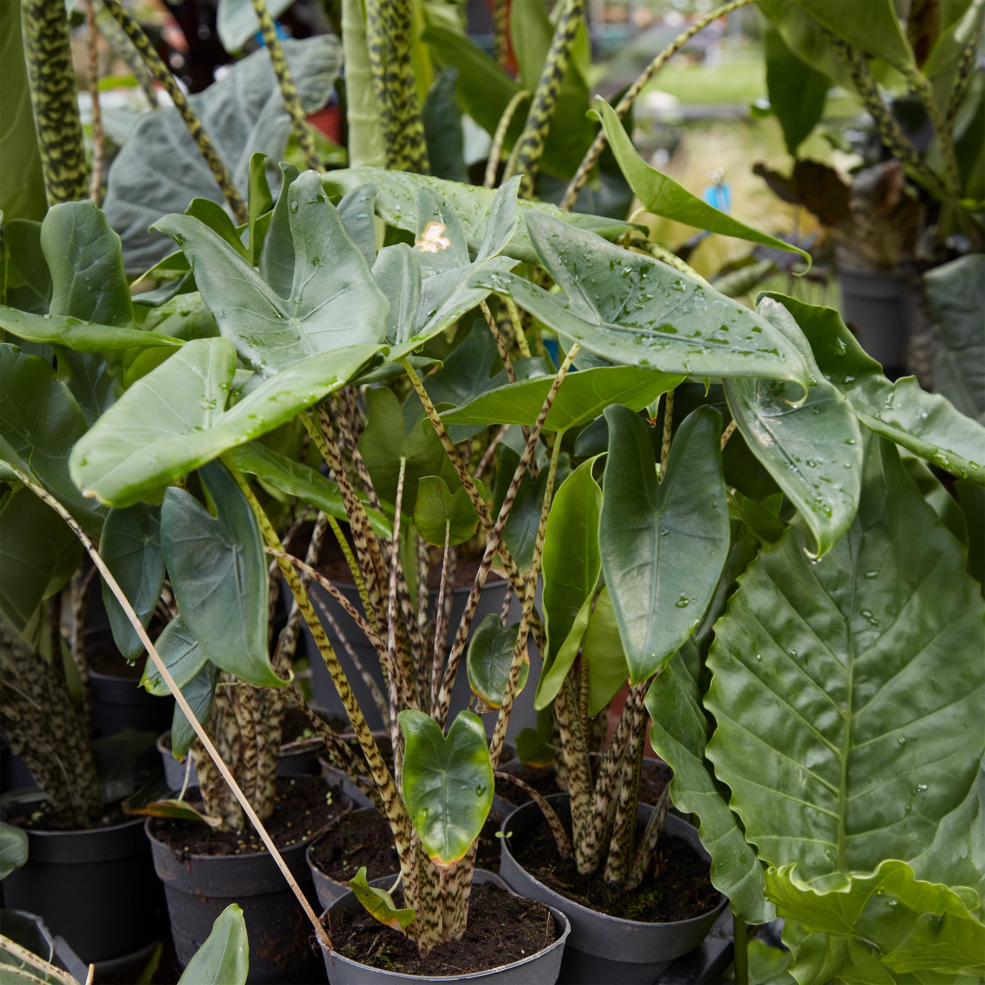 Bakker Zebrina alocasia tigré pot Ø14 cm 40-50 cm