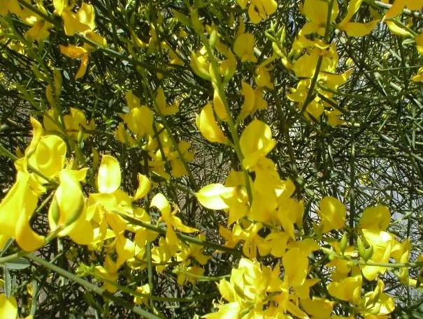 Pépinières Ripoche Spartium junceum arbuste fleur jaune