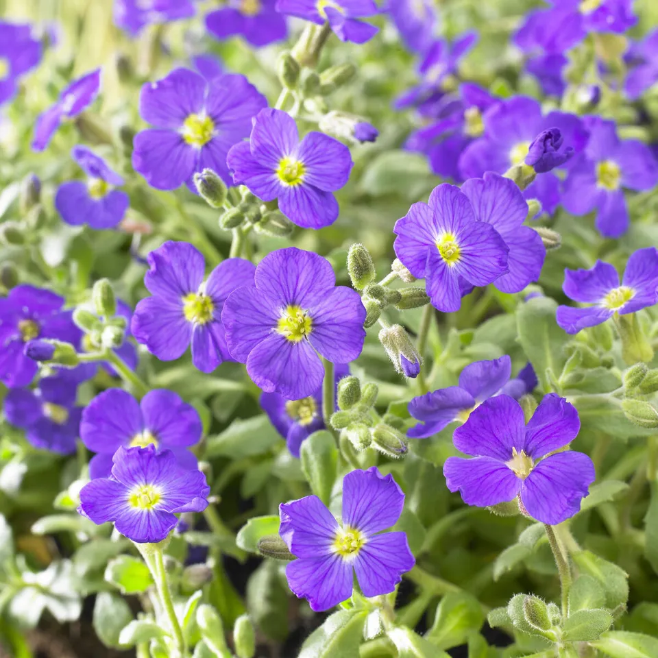 Bakker Aubriète Cascade Blue vivace pot 9cm fleurs violettes muret