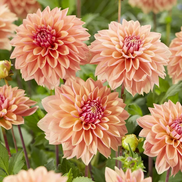 Bakker Kick Off dahlia décoratif sachet 3 bulbes multicolore