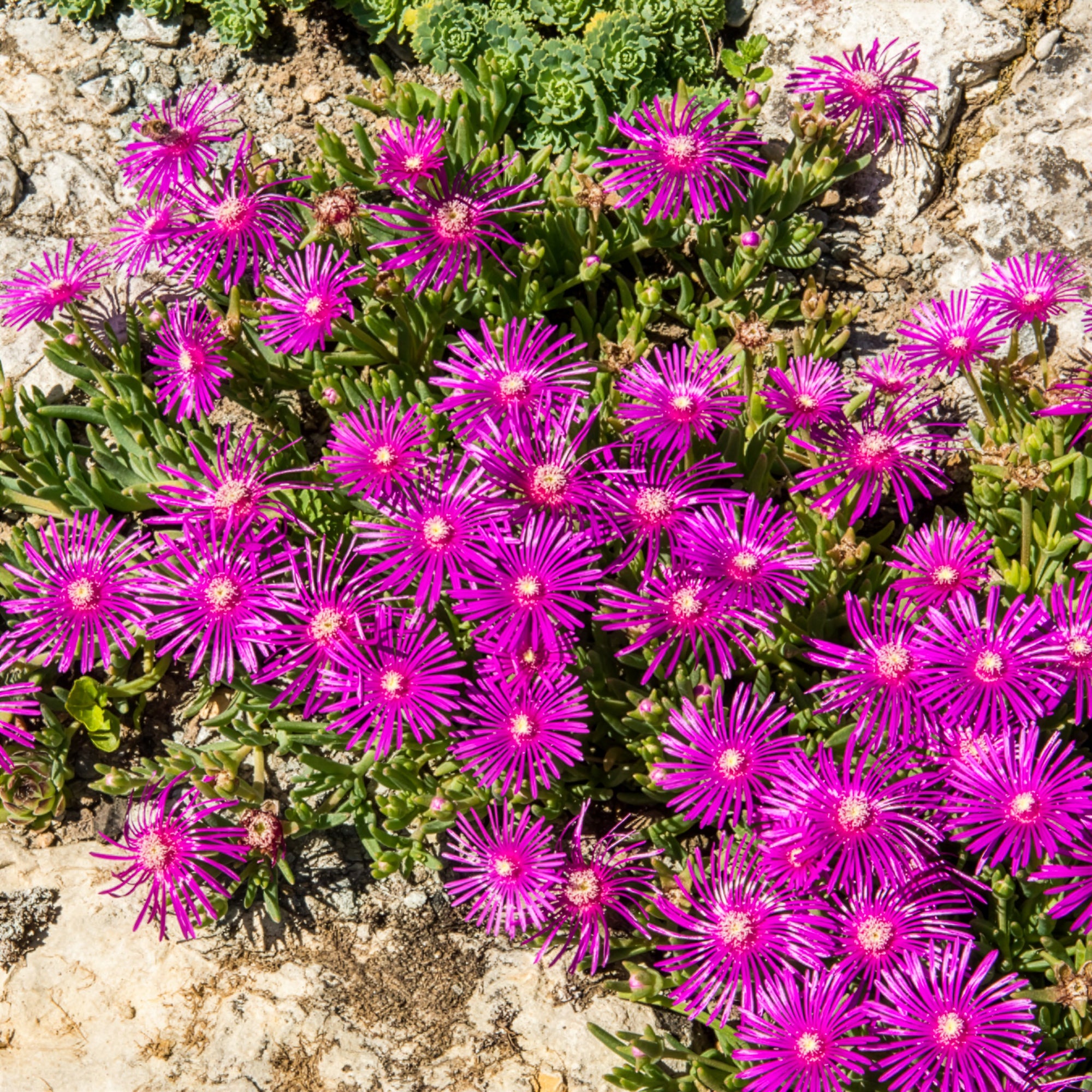 Bakker Delosperma de Cooper vivace fuchsia pot Ø 9cm