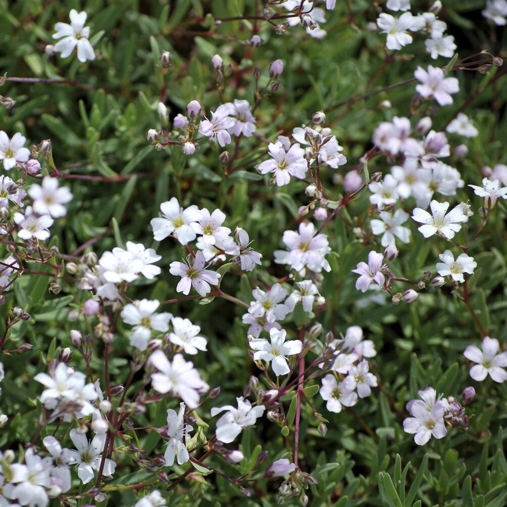 Bakker Alba gypsophile rampant pot 9cm couvre-sol blanc