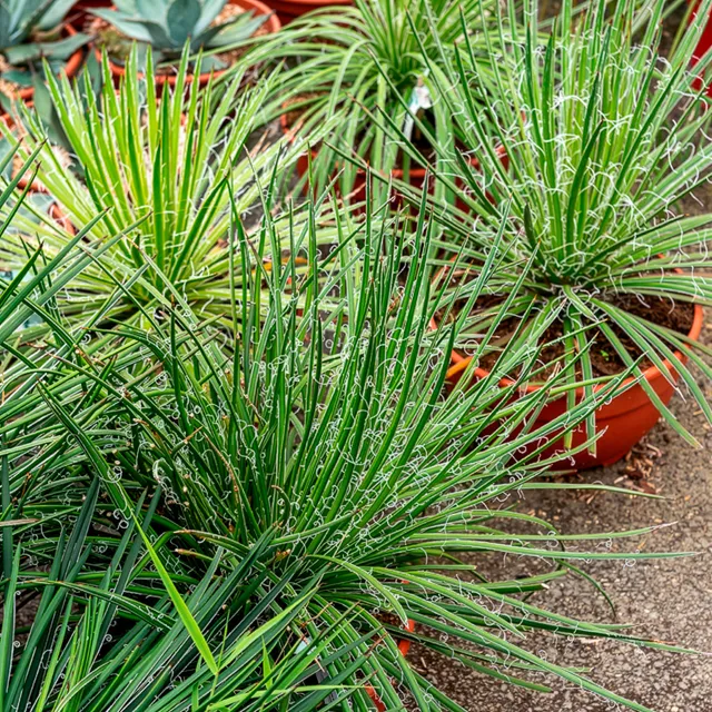 Bakker Agave Geminiflora succulente pot 11cm rocaille soleil