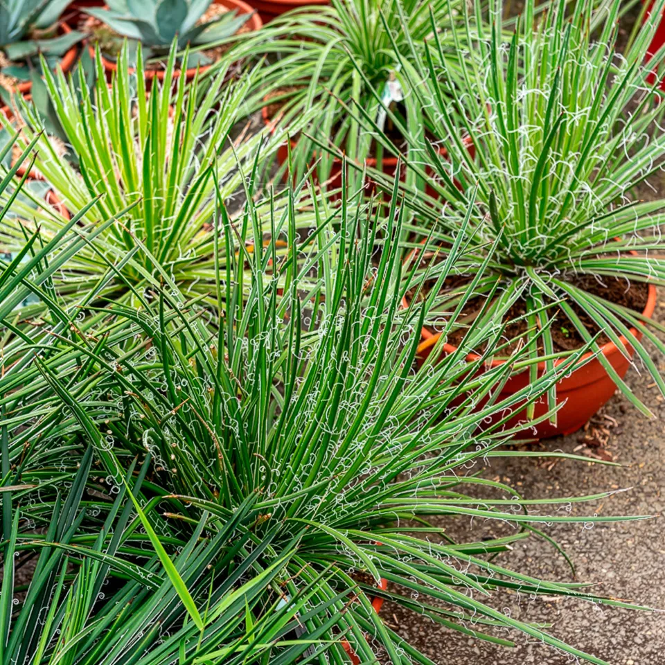 Bakker Agave Geminiflora succulente pot 11cm rocaille soleil