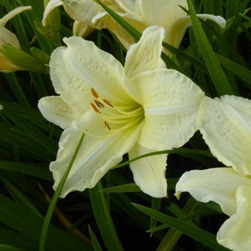 Bakker Hémérocalle Joan Senior plante vivace pot 9cm fleur blanche