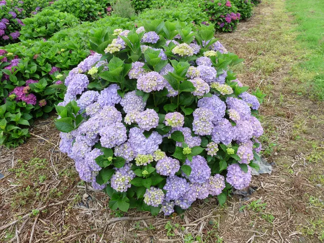 Les Hortensias du Haut Bois Ami Pasquier hortensia boule godet