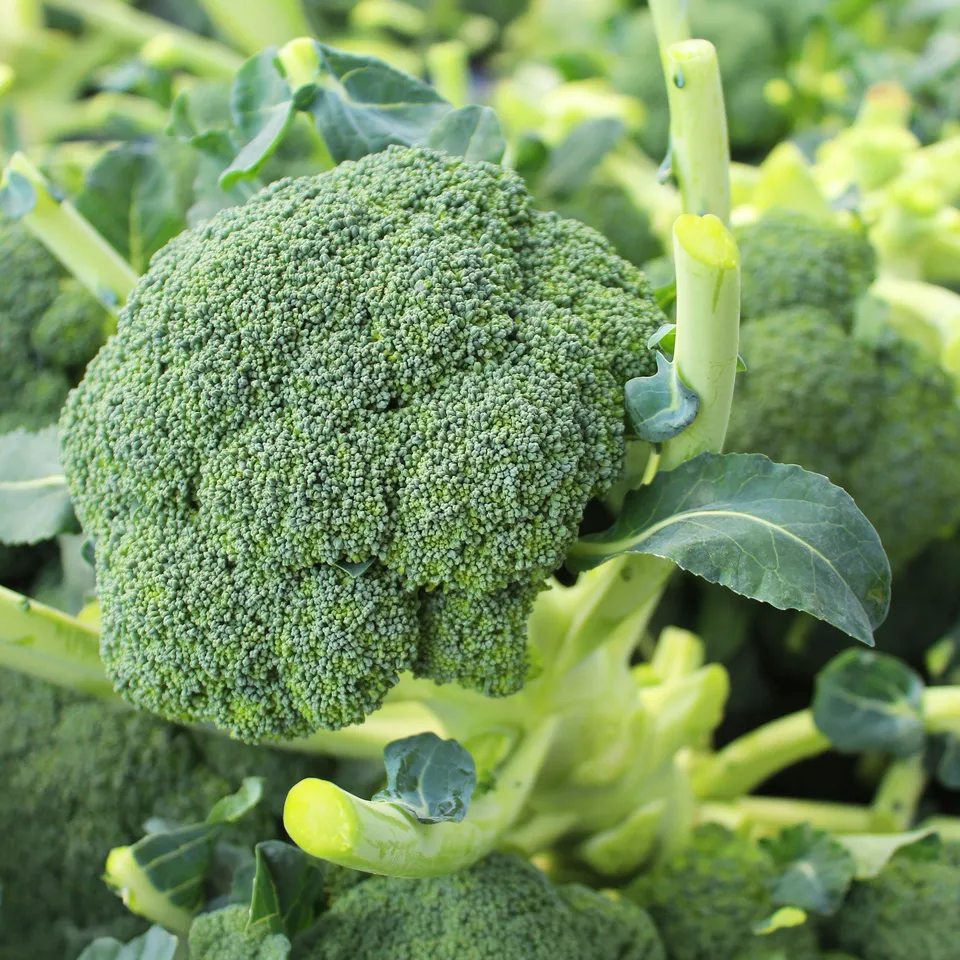 Bakker Chou brocoli Atlantis F1 graines sachet 85 vert