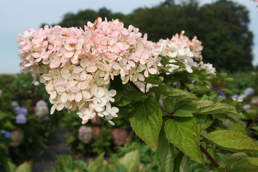 Les Hortensias du Haut Bois G.A.V.K hortensia paniculata godet