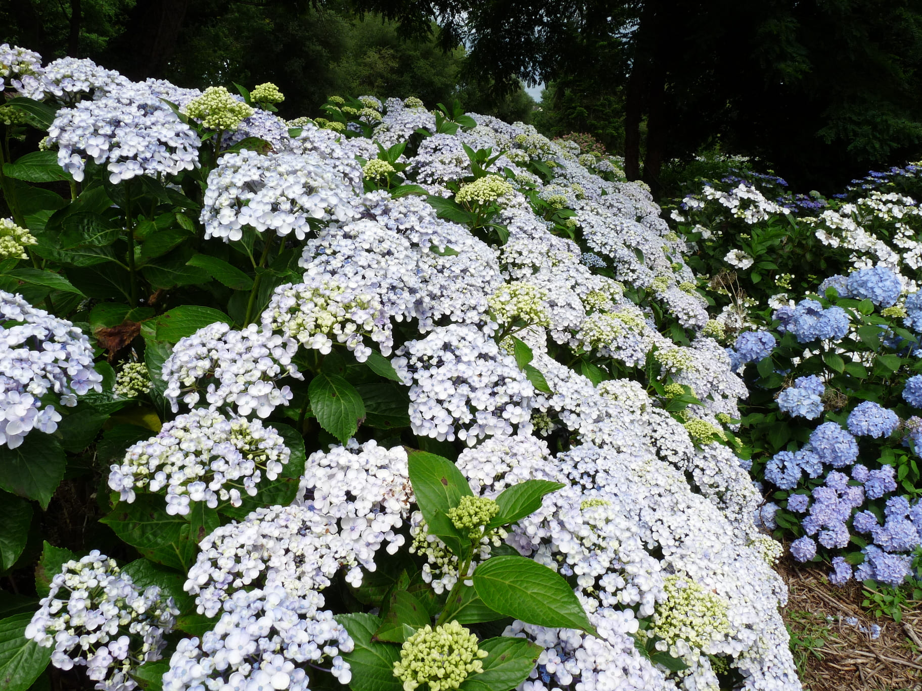 Les Hortensias du Haut Bois Ayesha hortensia fleurs rondes godet