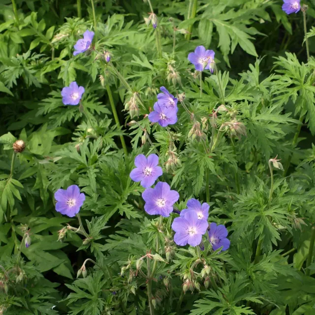 Passion Vivaces Geranium Brookside plante vivace godet bleu