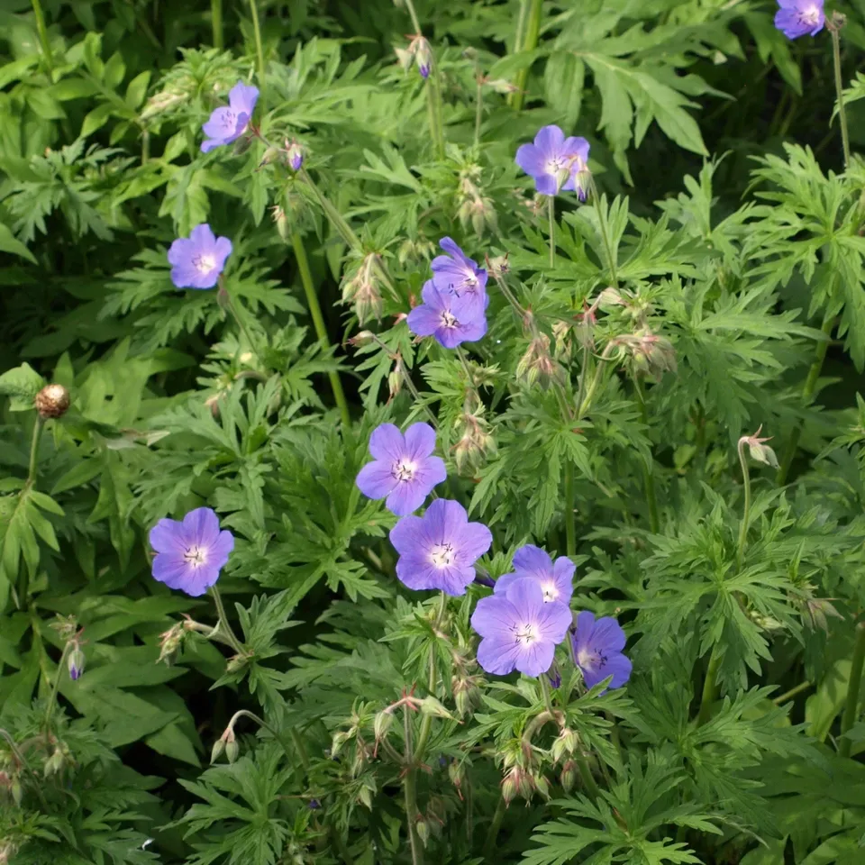 Passion Vivaces Geranium Brookside plante vivace godet bleu