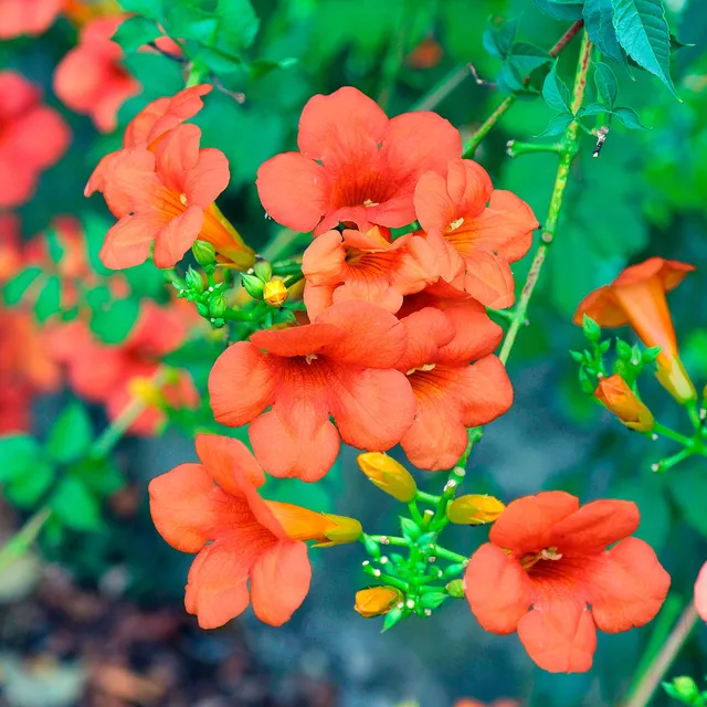 Bakker Plantes d'extérieur Bignone Madame Galen grimpante pot 2L orange