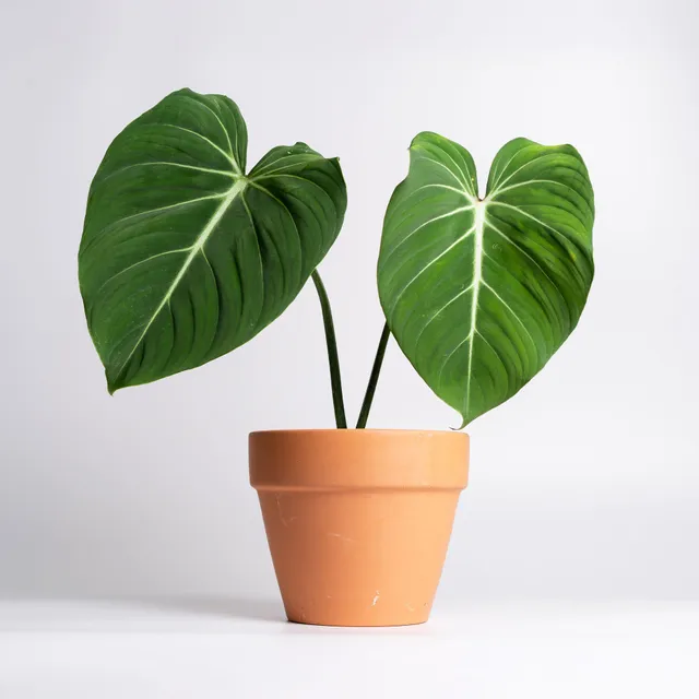 Bakker Philodendron Gloriosum plante verte pot 15cm velours
